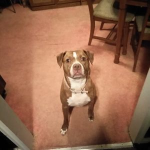 Meet your Posher, Staci